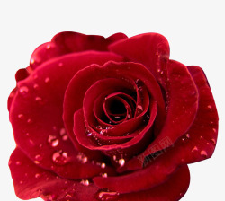 红色梦幻闪耀玫瑰花装饰图案素材