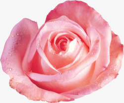 粉色露珠玫瑰新鲜素材