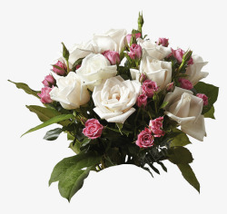 白色鲜艳的玫瑰花束素材