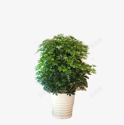 大植物盆栽psd免抠素材_88icon https://88icon.com psd 大植物淘宝免费下载 海报 淘宝 白色 盆栽 绿植