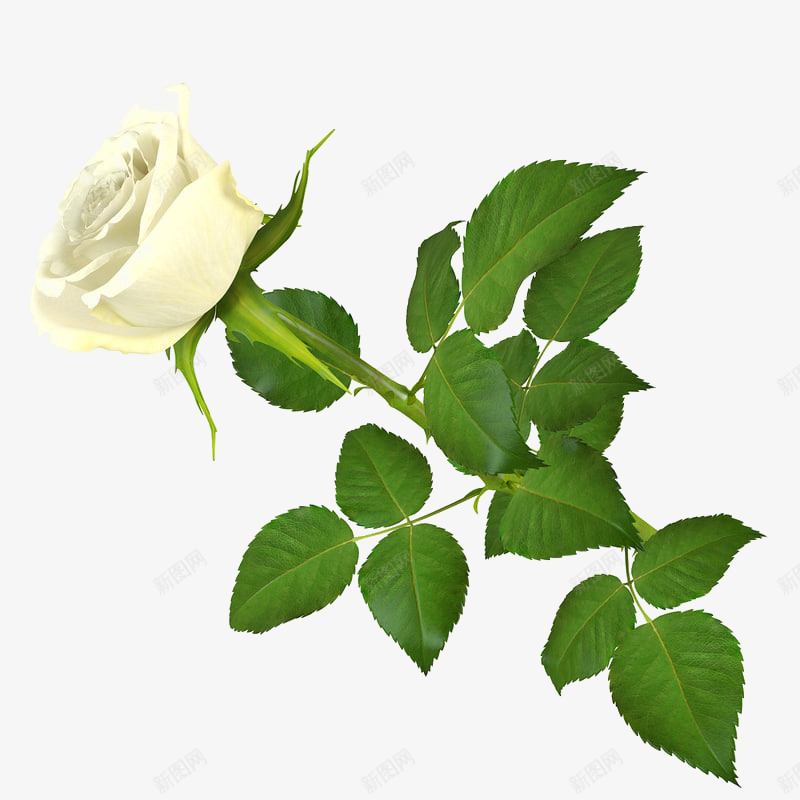 绿色叶子白色花朵单支玫瑰png免抠素材_88icon https://88icon.com 单支 单支玫瑰 玫瑰 盛开 绿色叶子白色花朵单支玫瑰 花朵