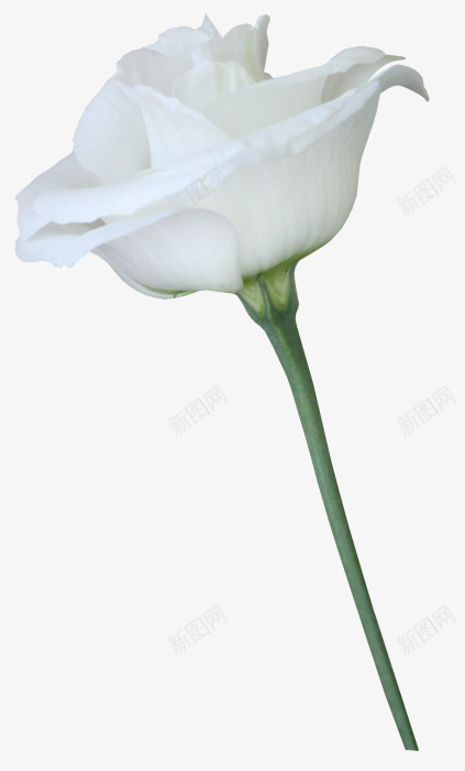 一朵白色玫瑰花植物png免抠素材_88icon https://88icon.com 一朵 植物 玫瑰花 白色 素材