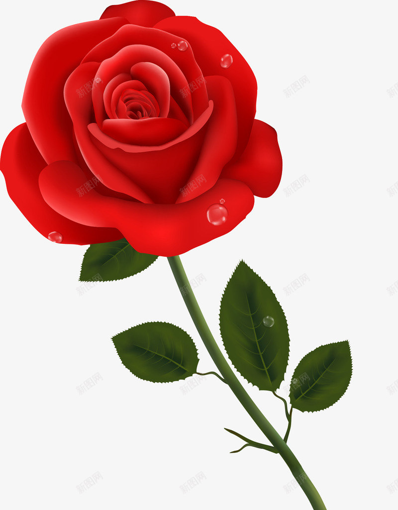 手绘带水珠的红玫瑰png免抠素材_88icon https://88icon.com 写实 手绘 水珠 红玫瑰 花朵
