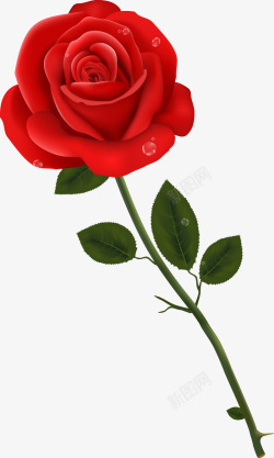 手绘带水珠的红玫瑰素材