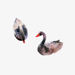 红灰天鹅夫妻水彩画片高清图片