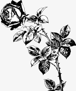 玫瑰和信纸黑白手绘整只玫瑰花高清图片