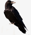 黑色羽毛小鸟装饰素材