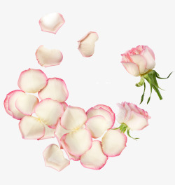 粉色盛开的玫瑰花素材