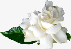 白色玫瑰花摄影素材