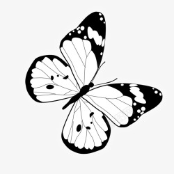 黑白蝴蝶装饰图案素材