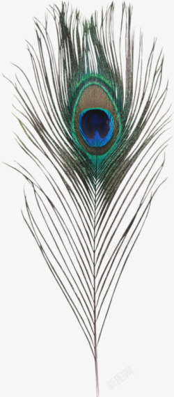 瑁呴锲炬孔雀羽毛装饰高清图片
