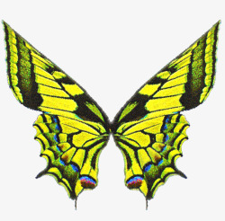 翅膀简约黄色蝴蝶素材