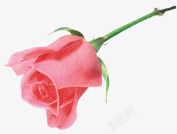 粉红色创意合成玫瑰花素材