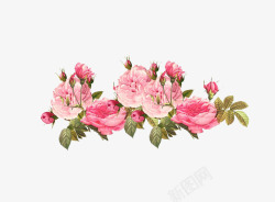 欧雅顿玫瑰系列玫瑰花群高清图片