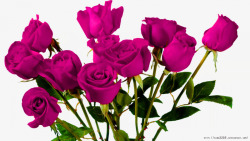 紫色玫瑰花束装饰图案素材