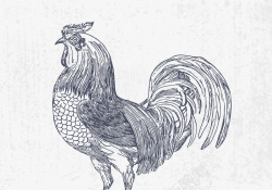 PNG免抠鸡头手绘小鸡高清图片