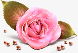 玫瑰花珍珠爱情花朵素材