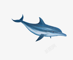 温柔海豚素材