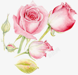粉色浪漫玫瑰花朵水彩素材