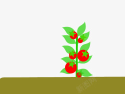 土壤番茄树素材