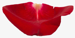 红色玫瑰花瓣素材