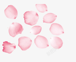 唯美粉色玫瑰花瓣素材