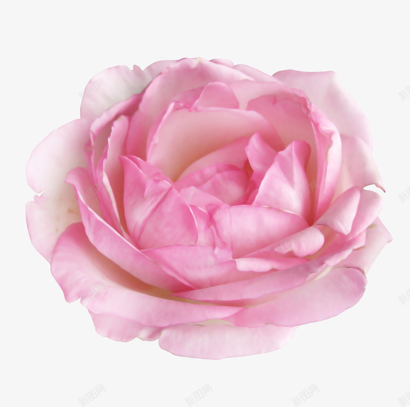 粉色玫瑰贴图png免抠素材_88icon https://88icon.com 植物 玫瑰 花卉 花朵