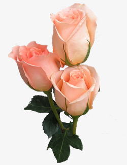 三朵嫩粉玫瑰花素材