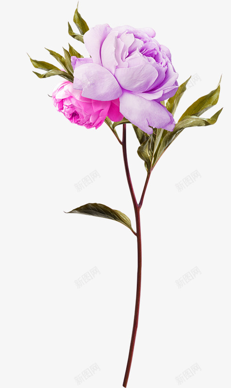 紫色花朵png免抠素材_88icon https://88icon.com 开花 玫瑰 玫瑰绽放 紫玫瑰 紫色 花 花瓣 阳光