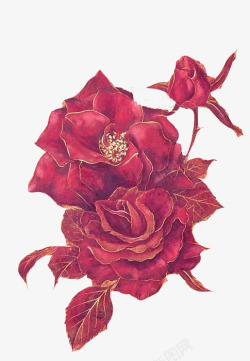 红色玫瑰花带刺的玫瑰素材