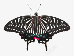 黑色孤立蝴蝶昆虫标本素材