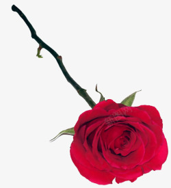 火红的玫瑰一朵玫瑰红玫瑰素材