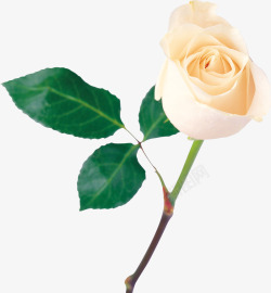 一束白玫瑰实物一束白玫瑰高清图片
