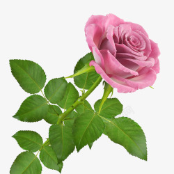 粉红色盛开单支玫瑰素材