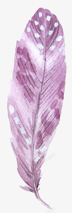 淡紫色的羽毛素材
