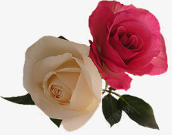 白粉色清新玫瑰花朵素材