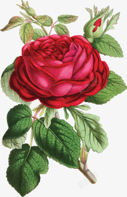 七夕节精美红玫瑰矢量图素材