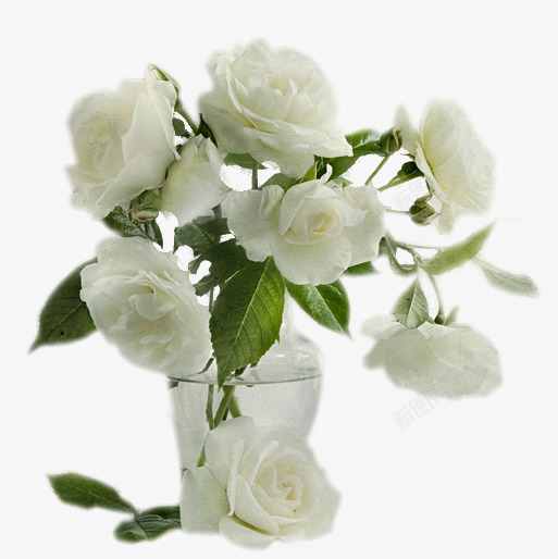 花瓶png免抠素材_88icon https://88icon.com 插花 白玫瑰 艺术花卉 花卉 花瓶 鲜花