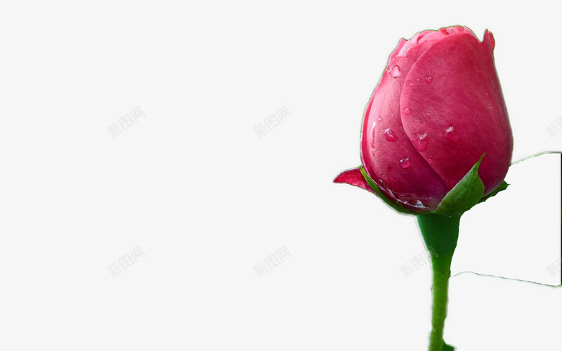 待放的玫瑰png免抠素材_88icon https://88icon.com 免抠素材 含苞待放的玫瑰 玫瑰花 红色 花苞