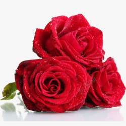 红色玫瑰水珠装饰素材