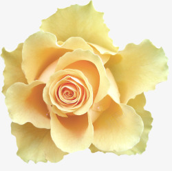 黄色玫瑰花花朵漂亮花朵素材