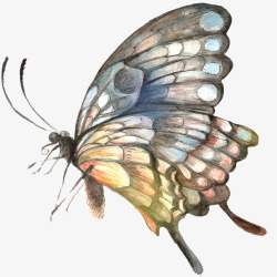 手绘水彩绘画动物蝴蝶素材