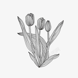 矢量黑白花卉装饰背景郁金香创意手绘花卉高清图片