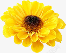 向日葵主题淘宝天猫促销海报png免抠素材_88icon https://88icon.com 主题 促销 向日葵 海报