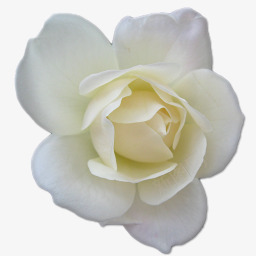 玫瑰love字柔丝白色图标图标