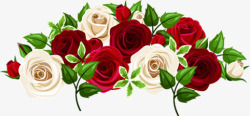 浪漫白红玫瑰花素材