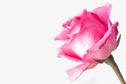 娇艳粉色玫瑰素材