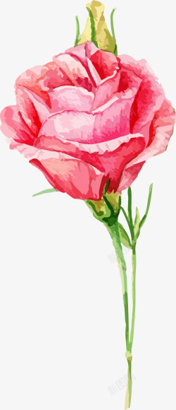 卡通手绘水彩玫瑰花素材