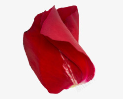 重叠美之玫瑰花瓣素材