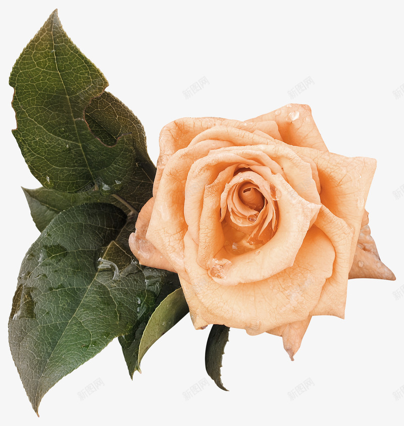 金色玫瑰花叶png免抠素材_88icon https://88icon.com 叶子 玫瑰花 绿叶 花朵 金色玫瑰 镀金